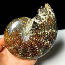 Natural Ammonite Decorative Ornament, Suitable For DIY Kit Matching, Is Also A Featured Decoration For Lunar New Year And St. Patrick's Day, Combining The Retro Texture Of Ammonite With The Casual Beauty Of Bohemian Style - Multicolor - View 5