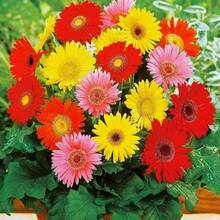 178pcs Gerbera Flower Seeds Mix For Planting Home Garden Flower Seeds - 178 - View 1