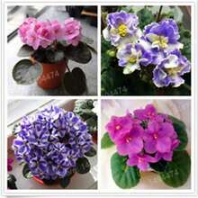 300Pcs Mixed Color Mini Violet Seeds, African Violet Seeds, Mini Garden - Variant1 - View 4