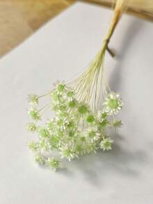 30/60/100/200枝星形干花，迷你雏菊干花，干花插花，DIY花卉材料，家居装饰