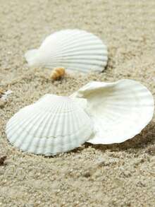 20 piezas de conchas de vieira naturales, conchas de mar blancas, adecuadas para manualidades DIY y decoración del hogar - Blanco - Ver 4