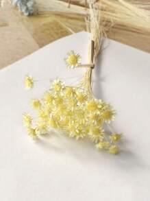 30/60/100/200枝星形干花，迷你雏菊干花，干花插花，DIY花卉材料，家居装饰