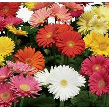 277pcs Gerbera Flower Seeds Mix For Planting Home Garden Flower Seeds - 277 - View 4