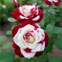 Seeds Gift 500Pcs Non-GMO 20pcs Twin Roses Seeds - Heirloom Variety With Stunning Sunset Hues - High Germination Rate