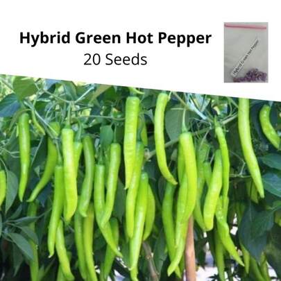 100 Seeds Hybrid Green Hot Pepper Seeds