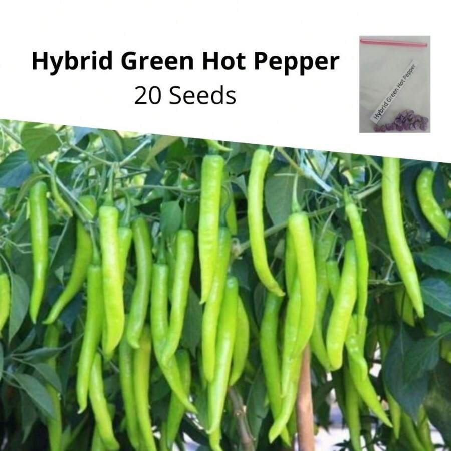 100 Seeds Hybrid Green Hot Pepper Seeds - 100 Seeds - View 1