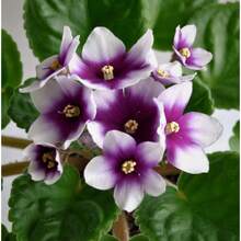 178pcs African Rose Seeds, High Germination Rate, Suitable For Planting - 178 - View 3