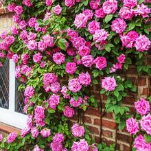 200pcs Mix Climbing Rose Seeds For Planting Outdoors-Perennial Rose Flower Seeds Ornamental Beautiful Roses - 200Pcs - View 3