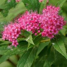 142pcs Popular Ready-Made Seeds With High Germination Rates, Such As Tilia Wer Seeds And Colorful Chrysanthemums - 142 - View 5