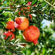 Semillas de Granada para Plantar - 135 Semillas de Fruta de Primera Calidad para Cultivar Árboles Frutales, Ideales para Jardines Domésticos, Huertos y Paisajismo - Variante 1 - Ver 6