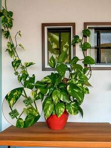 20 piezas de Clips para pared de plantas, utilizados para trepar árboles verdes, herramientas de escalada, fijación de clips de enredaderas, ganchos de escalada, anillos de hebilla verde, dispositivos de fijación de plantas verdes sin rastro, adecuados para jardinería, jardines y campos