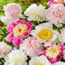 263pcs Mixed Peony Seeds For Planting - Flower Seeds For Planting Four Seasons Peony Seeds - 263 - View 3