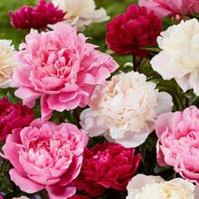 263pcs Mixed Peony Seeds For Planting - Flower Seeds For Planting Four Seasons Peony Seeds - 263 - View 4