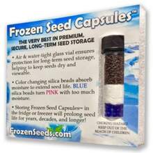 Seeds Gift 500Pcs Chief Rose Celosia Seeds (30) - Flower Seeds In Frozen Seed Capsules - Variant1 - View 5