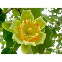 Lily Wood 200 Grains Rhododendron Tree Hardy Northern Flower - 30Seeds - View 2