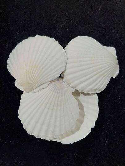 20 Pezzi di Conchiglie Naturali di Capesante Bianche dalla Spiaggia Marina per Artigianato FAI-DA-TE e Decorazione per la Casa