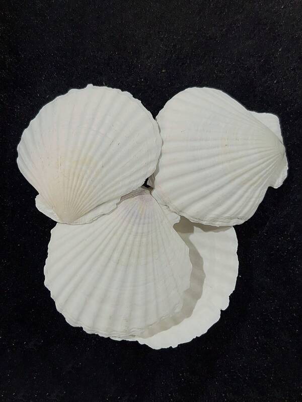 20 szt. naturalnych muszli przegrzebków, białych muszli morskich z plaży morskiej do majsterkowania, rzemiosła, wystroju domu