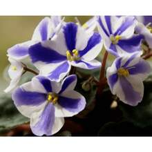 178pcs African Rose Seeds, High Germination Rate, Suitable For Planting - 178 - View 2