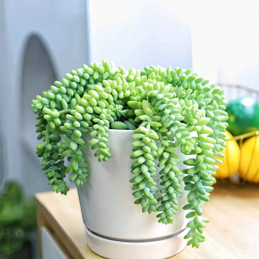 2 Inch Live Succulent Plants, Air Purifying Indoor Plants, Suitable For DIY Projects, Room Bathroom Living Room Wedding Decoration, Easy To Plant - 2 Inches - View 1