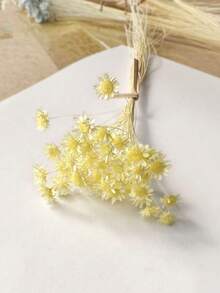 30/60/100/200枝星形干花，迷你雏菊干花，干花插花，DIY花卉材料，家居装饰