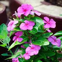 348pcs Thyme Seed Double-Petaled Flowers Can Be Planted All Year Round, Suitable For Indoor Garden Or Balcony Planting Potted Flowers, Daily Spring Flower Seedlings - 348 - View 4