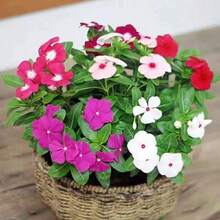 348pcs Thyme Seed Double-Petaled Flowers Can Be Planted All Year Round, Suitable For Indoor Garden Or Balcony Planting Potted Flowers, Daily Spring Flower Seedlings - 348 - View 2