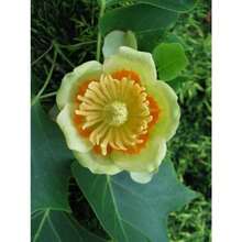 Lily Wood 200 Grains Rhododendron Tree Hardy Northern Flower - 30Seeds - View 3