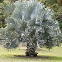 Semillas de palmera Nobilis de bajo mantenimiento, llamativas, de hoja perenne, tolerantes a la sequía, para bordes de jardín al aire libre, 10 piezas de semillas de árbol - Variante 1 - Ver 5