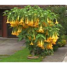 110 Datura Flower Seeds Angels Trumpet Mix Color Double Brugmansia - Variant1 - View 2