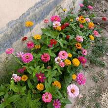 239 piezas semillas de flores grandes mixtas zinnia herencia no GMO, plantas ornamentales variedad colorida, fácil cultivo jardín, flores resistentes larga duración ecológicas - 239 - Ver 6