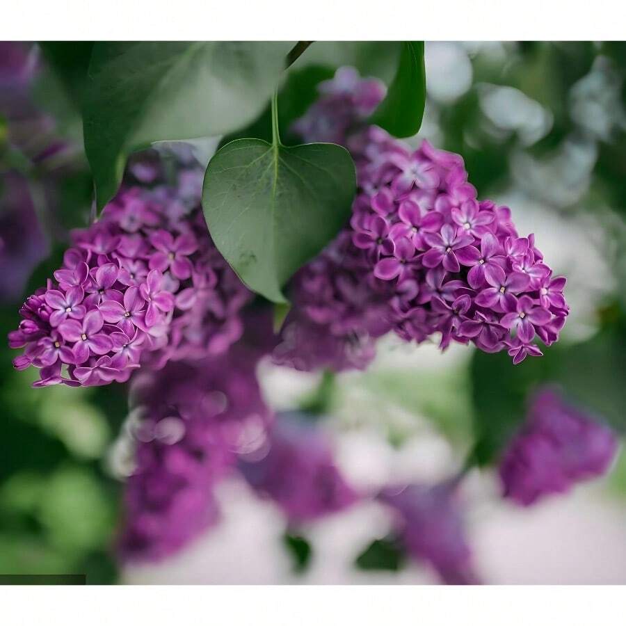 30Pcs Purple Lilac SeedsEnchant Your Garden With Royal Hues & Springtime Perfume Syringa Vulgaris, The Fragrant Heirloom Of Centuries - 紫色 - 查看 1