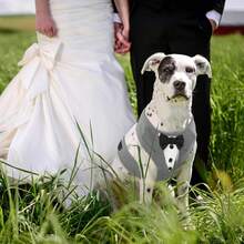 Tuxedo Dog Harness, Adjustable No Pull For Small Medium Dogs, Wedding Suit With Bow Tie Party Costume, Gray XXS - Violet Purple - View 6