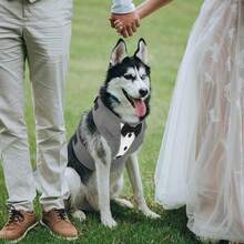 Tuxedo Dog Harness, Adjustable No Pull For Small Medium Dogs, Wedding Suit With Bow Tie Party Costume, Gray XXS - Violet Purple - View 7