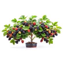 Blackberry Bonsai Plant For Growing - 1 Year Seedling, Catawba Grapes - No Pot Included - Ready To Plant (1 Seedling)
