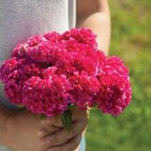 Seeds Gift 500Pcs Chief Rose Celosia Seeds (30) - Flower Seeds In Frozen Seed Capsules - Variant1 - View 4