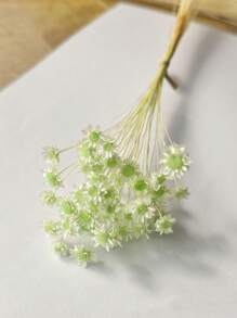 30/60/100/200枝星形干花，迷你雏菊干花，干花插花，DIY花卉材料，家居装饰