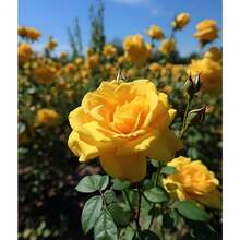 200 piezas arbustos florales en roseta, arbustos perennes, flores plantas de siembra, resistente, decoración exterior, germinación alta, paisajismo jardín maceta colorido vivaz diseño especial ornamental. - 200 - Ver 4