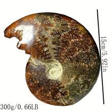 Natural Ammonite Decorative Ornament, Suitable For DIY Kit Matching, Is Also A Featured Decoration For Lunar New Year And St. Patrick's Day, Combining The Retro Texture Of Ammonite With The Casual Beauty Of Bohemian Style - Multicolor - View 4