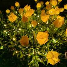 1 pièce/2 pièces Lumière solaire à LED en forme de fleur de gardénia, lumière de jardin solaire extérieure avec fleurs artificielles blanc chaud pour la décoration de jardin. Convient pour la pelouse, la décoration extérieure, les cadeaux de jardinage pour anniversaire
