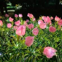 1 pièce/2 pièces Lumière solaire à LED en forme de fleur de gardénia, lumière de jardin solaire extérieure avec fleurs artificielles blanc chaud pour la décoration de jardin. Convient pour la pelouse, la décoration extérieure, les cadeaux de jardinage pour anniversaire