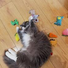 4/8/12Pieces Plush Catnip Toys, Anxiety Relief For Indoor Cats, Teeth Cleaning, Digestion Promotion, Interactive Play Soft Material, Infused With Catnip For Enhanced Attraction, With Kicking And Hitting Action, For Indoor Entertainment And Stimulation Of Cats - Multicolor - View 10