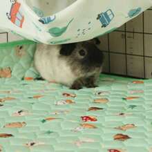 1pc Layer All-Season Small Pet Mat - Breathable Top, Quick-Absorb Middle, Waterproof Base & Non-Slip Bottom For Chinchilla, Rabbit, Ferret And Sugar Glider - Multicolor - View 11