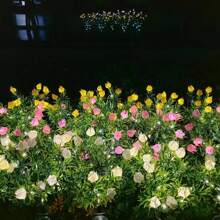 1 pièce/2 pièces Lumière solaire à LED en forme de fleur de gardénia, lumière de jardin solaire extérieure avec fleurs artificielles blanc chaud pour la décoration de jardin. Convient pour la pelouse, la décoration extérieure, les cadeaux de jardinage pour anniversaire