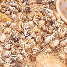 30g/Pack Assorted Sizes Drilled Small Seashell DIY Beading Materials, Shell Crafts Accessories