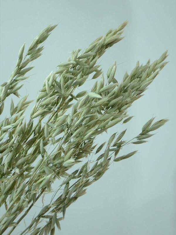 15/30/60pcs Dried Natural White Oats Flower Bouquet, Real Natural Bleached Avena Flowers Wheat Bunch For Wedding Xmas Decoration, Diy Home Arrangement