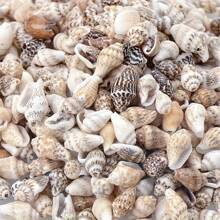 30g/Pack Assorted Sizes Drilled Small Seashell DIY Beading Materials, Shell Crafts Accessories