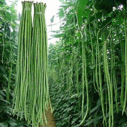 100 Long Bean Seeds, Asian Vegetables, Long Beans, Mung Beans, From The United States