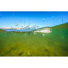 Berkley Choppo Anzuelo Duro de Pesca - HD Threadfin Shad - Ver 4