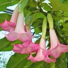 200 Ranunculaceae Seeds For Home Garden Planting - Potted Bonsai Trumpet Angel Flower Seeds - 200 - Xem 2