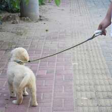 Dog Leash For Large Medium Dogs Pet Leash Dog Lead Rope For Running Walking Training - Grey - View 4